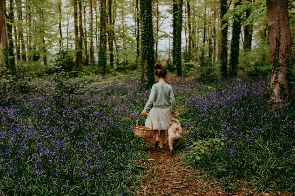 Girl walking away with her dog and holding a wicker basket in the bluebell woods in Fareham, Hampshire. 
