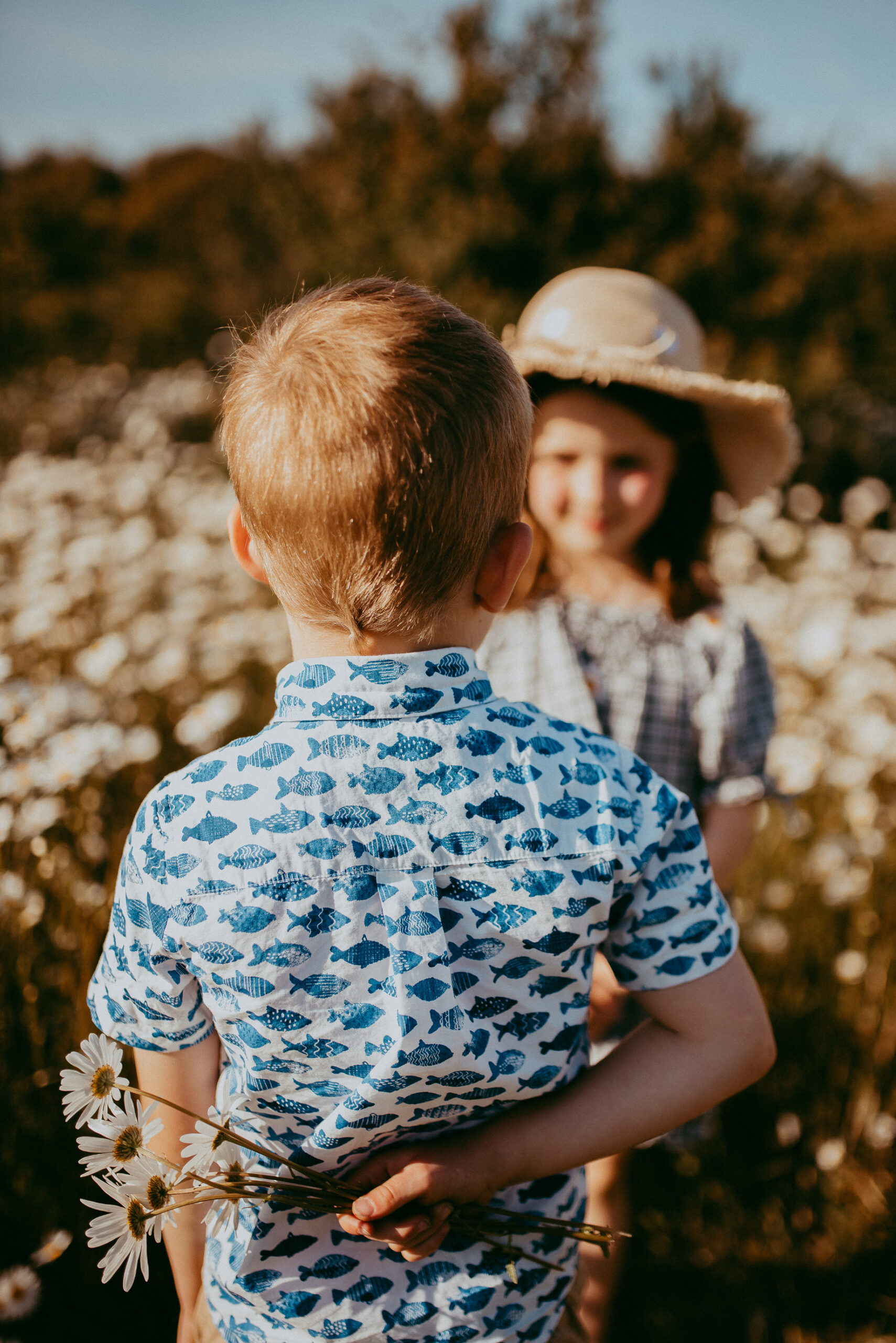 Sunset family photography fareham photoshoot in the daisy field.